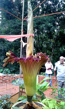 Big-Flower-wayanad