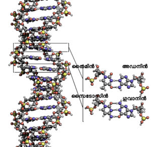 https://en.wikipedia.org/wiki/File:DNA_Structure%2BKey%2BLabelled.pn_NoBB.png ഡി എൻ ഏ യുടെയും ബേസുകളുടെയും ഘടന (ചിത്രത്തിനു കടപ്പാട് Zephyris (Richard Wheeler) വിക്കിപ്പീഡിയ)