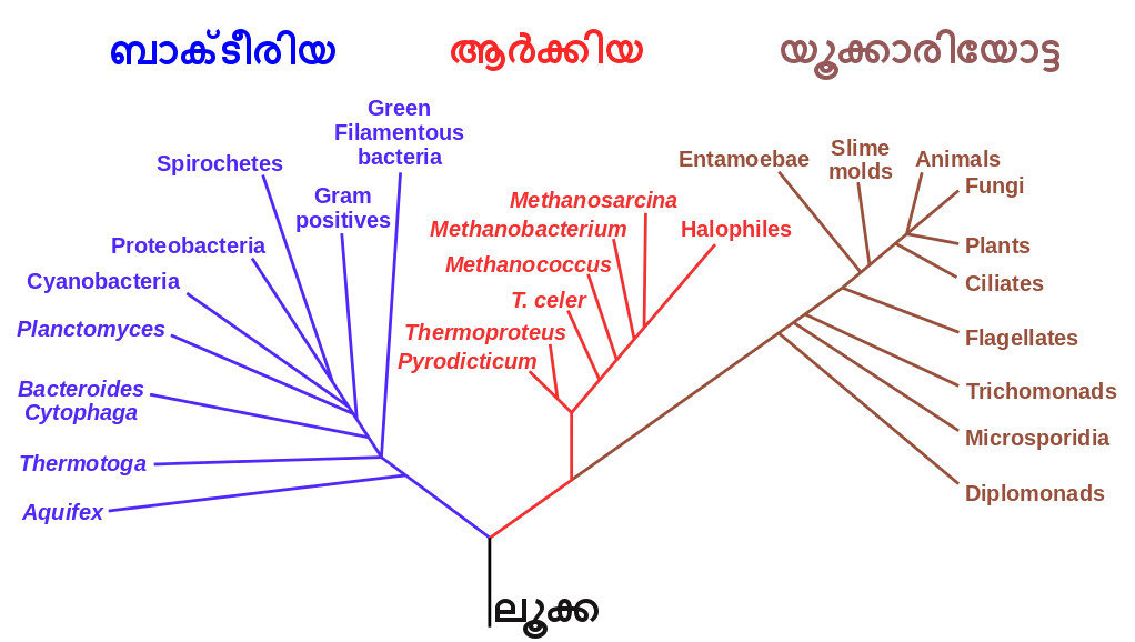 പരിണാമവൃക്ഷം