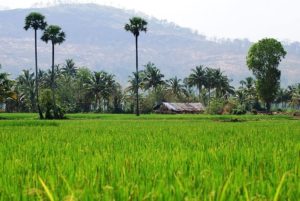 kerala-paddy-field
