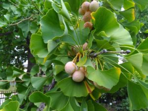 Female Ginkgo With Seeds