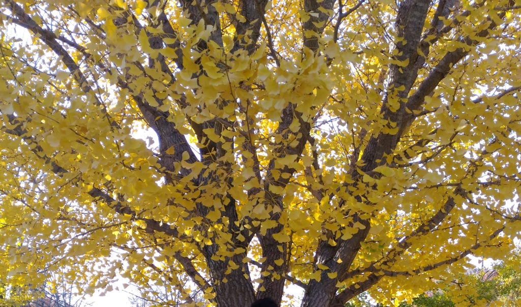 Ginkgo biloba