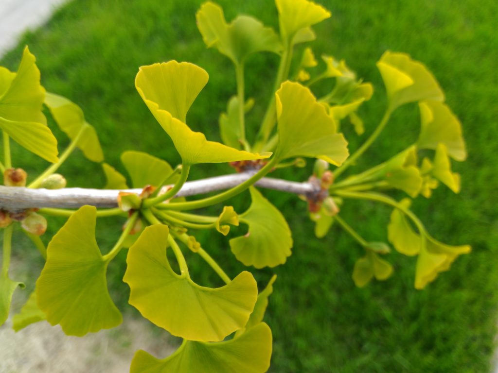 luca.co.in Ginkgo biloba