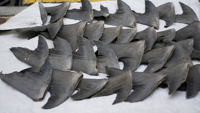 Shark Finning