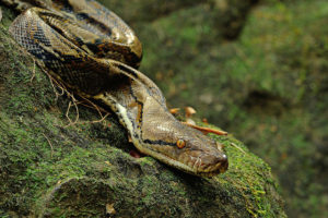 https://www.flickr.com/photos/tontantravel/16492581925 Reticulated-python