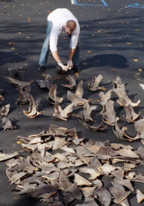 Shark_fins