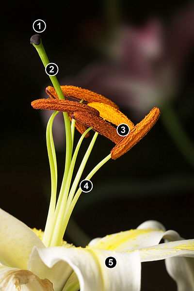 https://commons.wikimedia.org/wiki/File:Lillium_Stamens.jpg