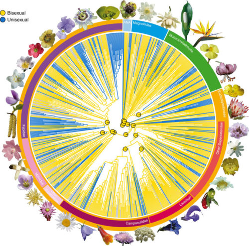 https://www.nature.com Maximum likelihood ancestral state reconstruction of functional sex of flowers in angiosperms.